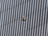 wtc55.jpg